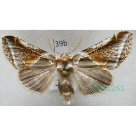 Habrosyne pyritoides (Hufnagel, 1766) Pluszówka agatka Czech39b